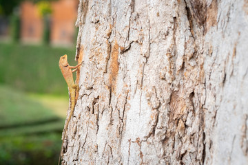 Obraz premium Close up of the eastern garden fence lizard or changeable lizard or Calotes Versicolor climbing up the tree