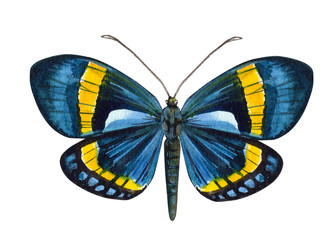 blue butterfly on an isolated white background, watercolor illustration, hand drawing, painting