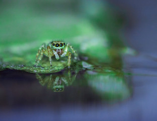 piccolo ragno salticidae che si specchia nel riflesso dell'acqua