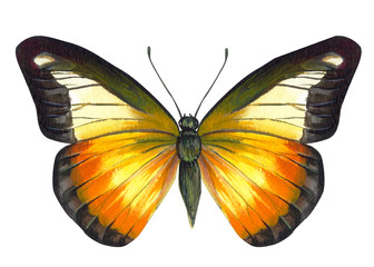 Butterflies on an isolated white background, watercolor illustration.
