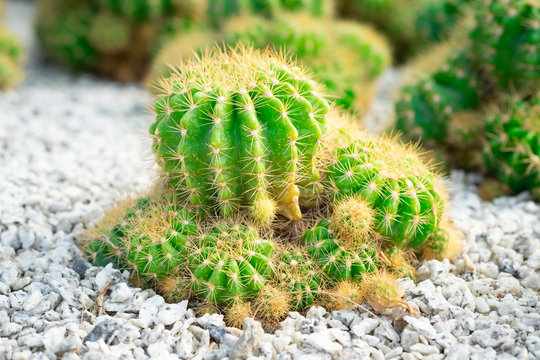 Beautiful Echinopsis Calochlora Cactus