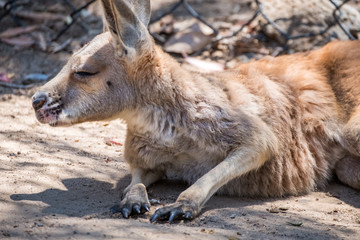 Baby Kangaroo in the Zoo in Queensland 