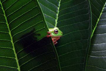 Australian white tree frog on leaves, dumpy frog on branch, animal closeup, amphibian closeup