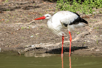 Cigogne blanche buvant au bord de l'étang	