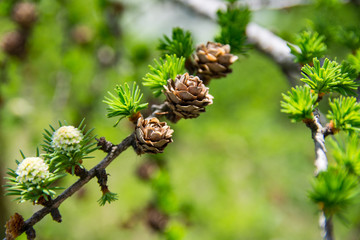 European Larch tree (Larix decidua) cones on a branch