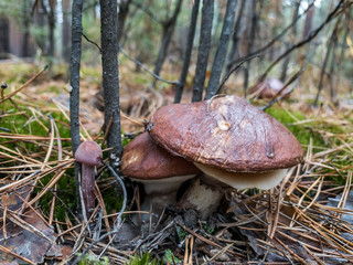 Edible mushroom slippery jack or sticky bun, Suillus luteus.