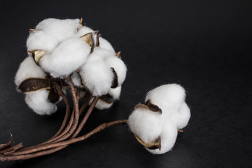 cotton with branch black background