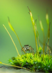 piccolo ragno salticidae in posa sul muschio verde