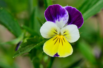 Strahlendes Hornveilchen