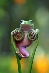 Wandaufkleber Australischer weißer Laubfrosch auf Blättern, plumper Frosch auf Ast, Tiernahaufnahme, Amphibiennahaufnahme © kuritafsheen