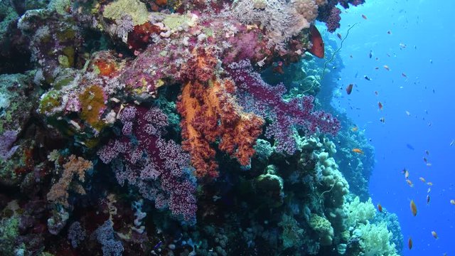 View of several beautiful orange and violet Dendronephthya sp. corals, witha coral hind (Cephalopholis miniata) sneaking behind, Marsa Alam, Egypt