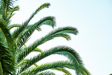 Obraz premium Palms trees branches. Summertime.