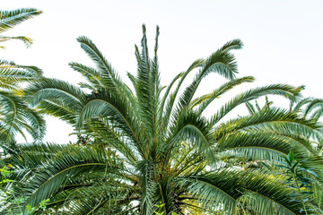 Palms trees branches. Summertime.