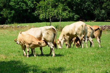 Obraz premium one calf sucking milk of the udder of its mother, the cow