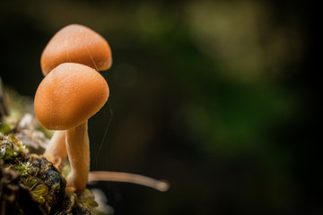 two small orange mushroom