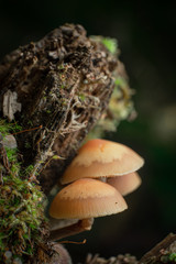 mushrooms under a rotten log in the woods