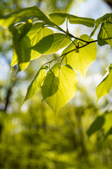 The leaves shine through the sun.