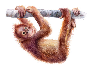 Orangutan baby. Realistic red monkey on tree colorful isolated on white background. Watercolor. Illustration. Template. Close-up. Clip art. Hand drawing. Painting © Yuliia