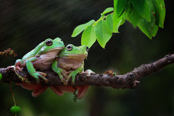 Australian white tree frog on leaves, dumpy frog on branch, animal closeup, amphibian closeup