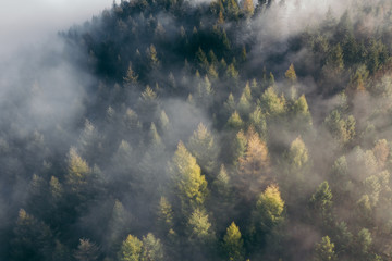 Fototapeta na wymiar Der Teutoburger Wald im Nebel