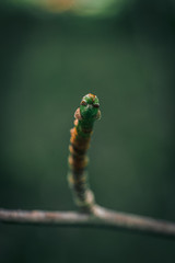 bud on a tree branch
