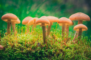 honey mushroom family on turf