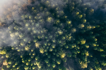 Fototapeta na wymiar Der Teutoburger Wald im Nebel