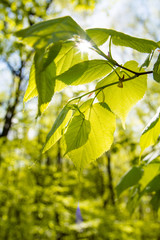 The leaves shine through the sun.