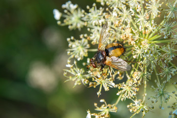 Blowfly on flower macro photo (close up)
