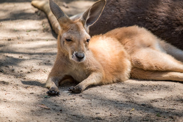 Baby Kanagroo in the Zoo in Queensland 