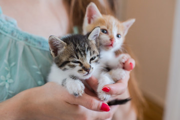 Close up of two cute kittens in woman's hands.