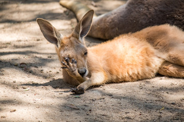 Fototapeta premium Baby Kanagroo in the Zoo in Queensland 