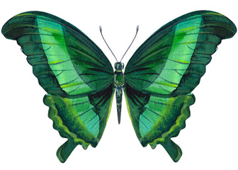 Butterflies on an isolated white background, watercolor illustration.