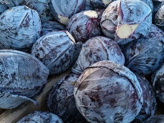 Fototapeta na wymiar Bright red cabbages after harvest in october