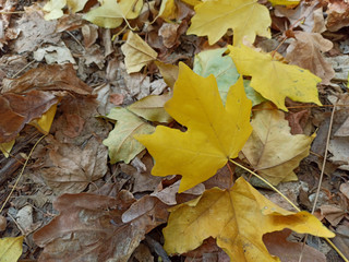 Autumn leaves are red yellow and green. Beautiful Autumn Background.