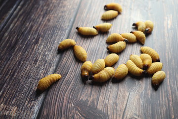 Sago beetle worm Selective focus with shallow depth of field