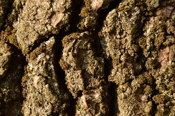 The texture of the old cut wood