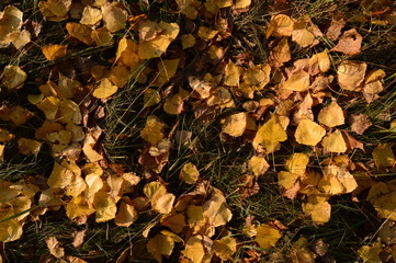 Needles of European pine