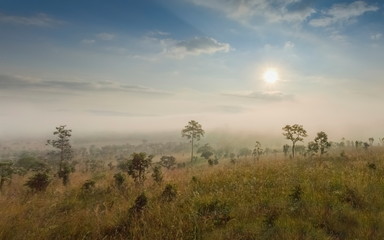 Fototapeta na wymiar Mountain view of green meadow around with sea of fog with yellow sun light and cloudy sky background, sunrise at Thung Salang Luang, Khao Kho, Phetchabun, Thailand.