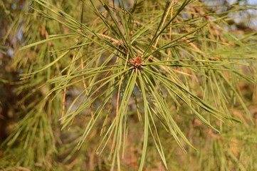 Needles of European pine