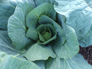 Obraz premium Cabbage which is just beginning to form its head. Healthy vegetables are good for health. Growing vegetables in the garden.