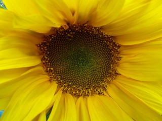 Sunflower closeup in the garden. Beautiful sunflower macro. Plantations of sunflowers.