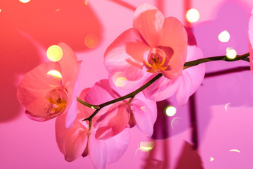 Delicate white orchid on pink and red background in neon light close up. Backdrop for your design . Flowers concept.
