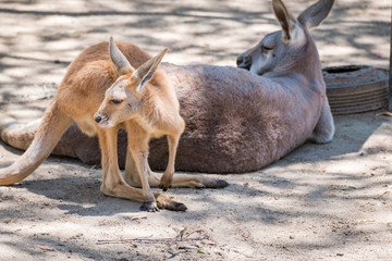 Naklejka na ściany i meble Mum and Joey in the Zoo in Queensland 