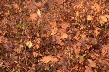 The texture of autumn fallen leaves