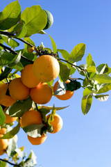 Spain – Frigiliana – Costa del Sol :  Oranges growing in a bunch with a clear blue sky for copy space. Picture might be used for illustrating healthy eating or to emphasise holiday sunshine.
