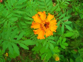 yellow flower in the garden