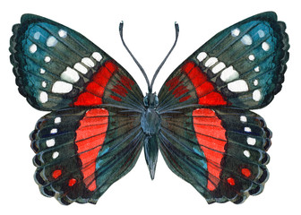 tropical butterfly on an isolated white background, watercolor illustration, hand drawing, painting