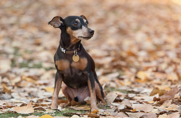 Closeup portrait of a miniature pinscher