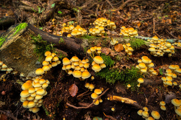 Tree mushrooms on a tree stump in the Darss forest